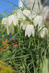 delicate white blooms bells, spring beautiful flowers