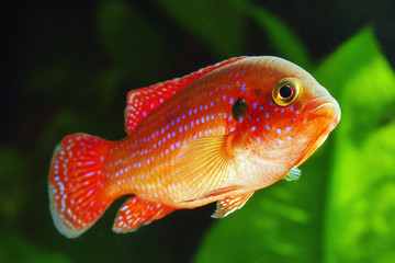  African jewelfish 