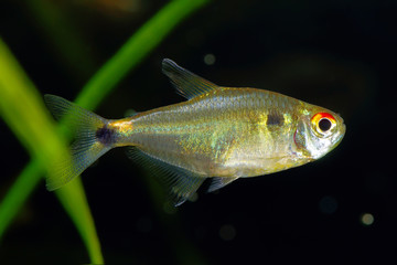 Head-and-taillight tetra