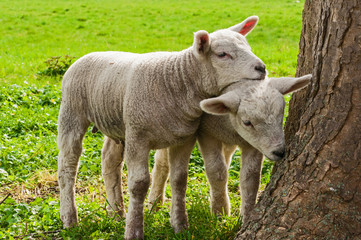 2 lambs standing in grass meadow in spring.