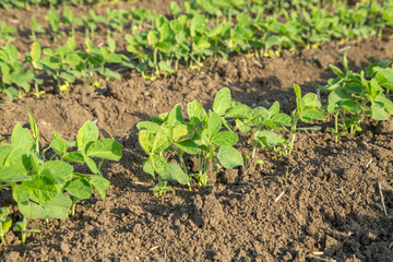Green soybean plants close-up shot, mixed organic and gmo