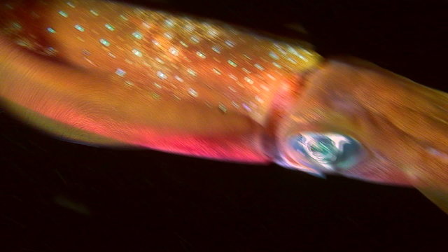 Eye and fins of cephalopod Bigfin reef squid, close-up.
