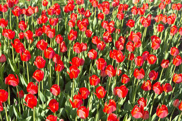the same type of red tulips