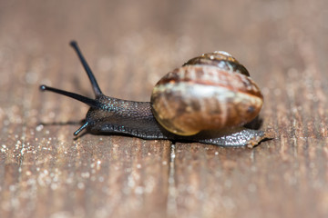 slug on wet leaves in forest