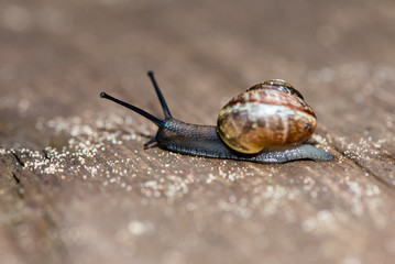 slug on wet leaves in forest