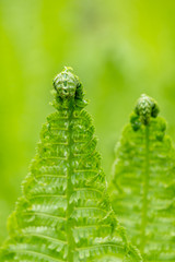 spring ferns on green background