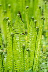 spring ferns on green background
