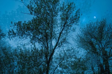 Деревья ночью