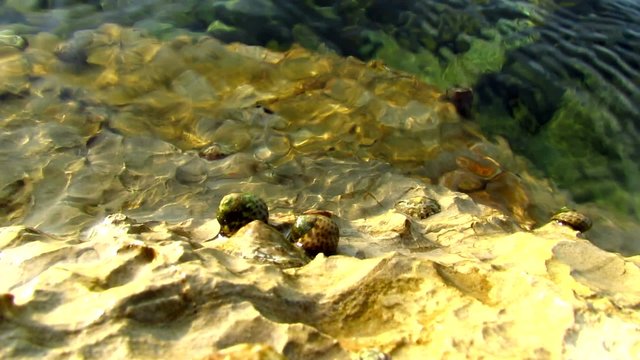 Sea snails on rocks in tide zone