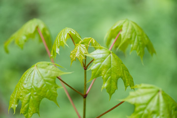Obraz premium young spring maple tree leaves on green background