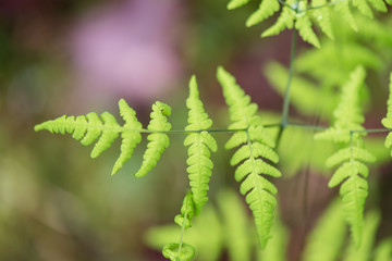 spring ferns on green background