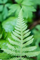 spring ferns on green background