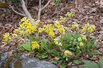Yellow primrose flowers blossoming in spring.
