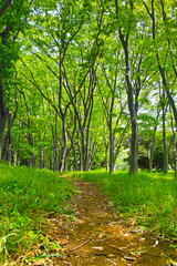 新緑の森の中の小道
