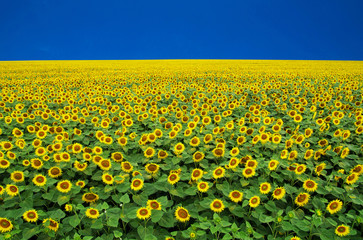 Fototapeta premium sunflowers