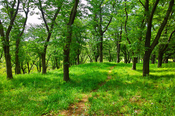 Fototapeta na wymiar 新緑の森の中の小道
