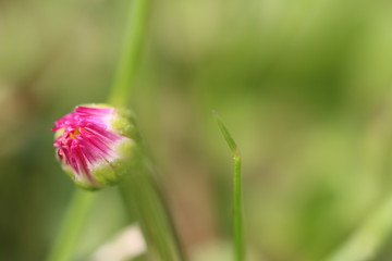tausendschön