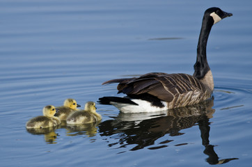 Three Adorable Little Goslings Swimming Behind Mom