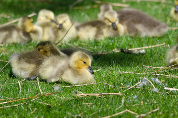 Adorable Little Gosling Resting in the Green Grass