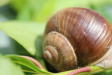 schnecke nahaufnahme
