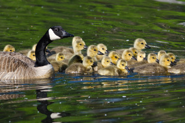 Adorable Little Goslings Swimming with Mom