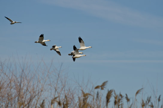 Flock of Snow Geese Flying Over the Marsh
