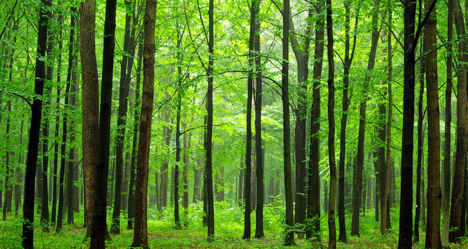 Fototapeta  forest