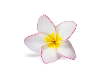 Fototapeta na wymiar flower frangipani