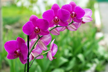 orchid