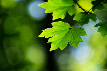 green leaves