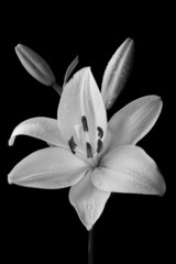 Black and White Lily © Michael Wheeler