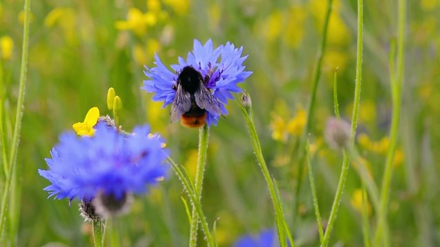 Versteckte Biene fliegt auf eine Kornblume
