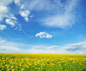 Naklejka premium field of sunflowers and blue sun sky