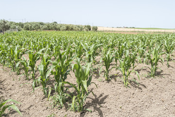 Fototapeta na wymiar Corn crop growing