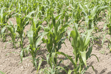 Fototapeta premium Corn crop growing