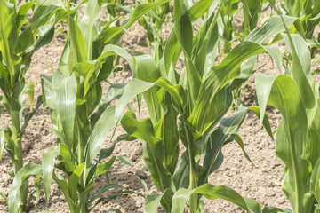 Corn crop growing