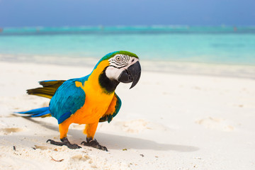 Cute bright colorful parrot on the white sand in the Maldives © travnikovstudio