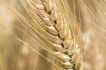 Harvest of ripe wheat, golden spike