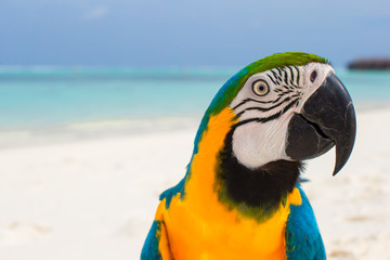 Cute bright colorful parrot on the white sand in the Maldives - obrazy, fototapety, plakaty