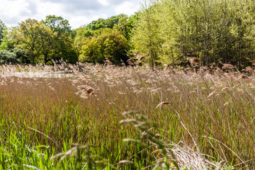 Teich in Heiligendamm