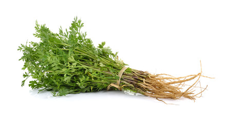 Thailand coriander on white background