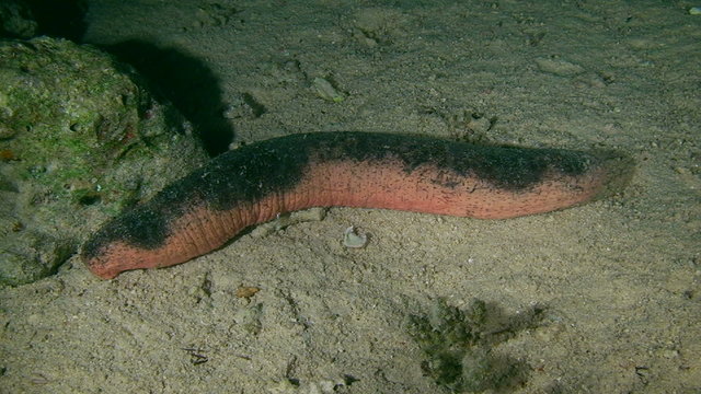 Edible sea cucumber very slowly changes position of the body.
