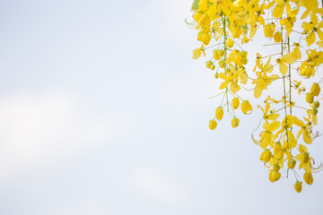 Fototapeta na wymiar Yellow Flower Background