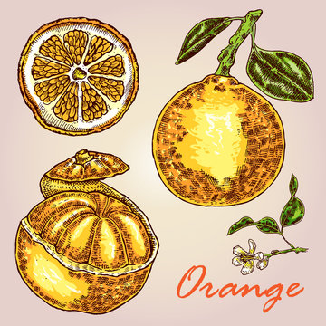 Collection of highly detailed hand drawn orange. Orange vector