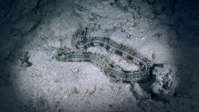 Zebra sea cucumber crawling along the bottom, medium shot.
