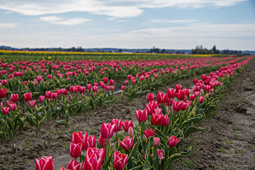 Tulips in bloom at a farm