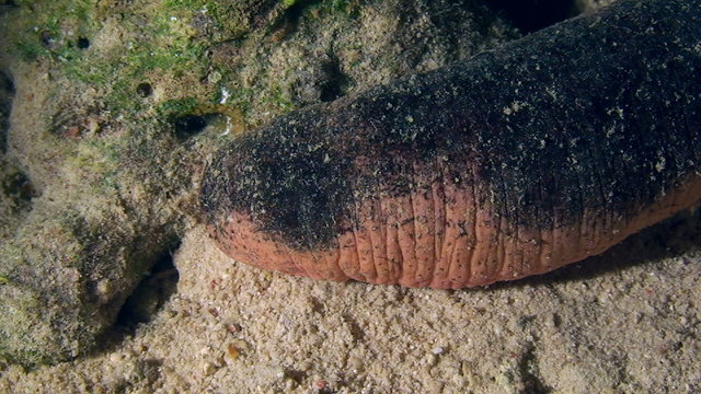 Edible sea cucumber slowly changing body position, close-up.
