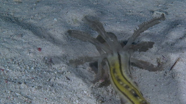 Oral tentacles of Zebra sea cucumber , close-up.
