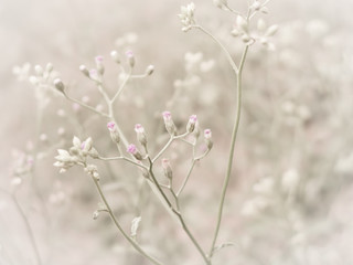 flowering grass with soft focus