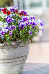 Pansy flower pot of.